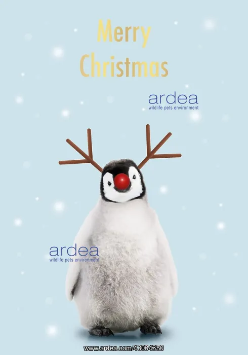  : Emperor Penguin, Young smiling with Rudolph red