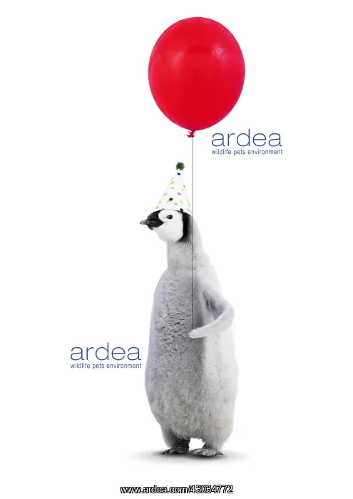 : Emperor Penguin, young wearing Birthday party : Emperor Penguin, young wearing Birthday party