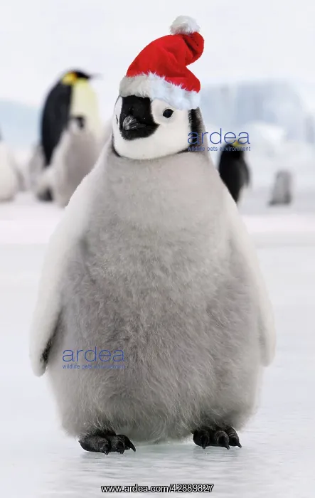  : Emperor Penguin - young wearing Chistmas hat