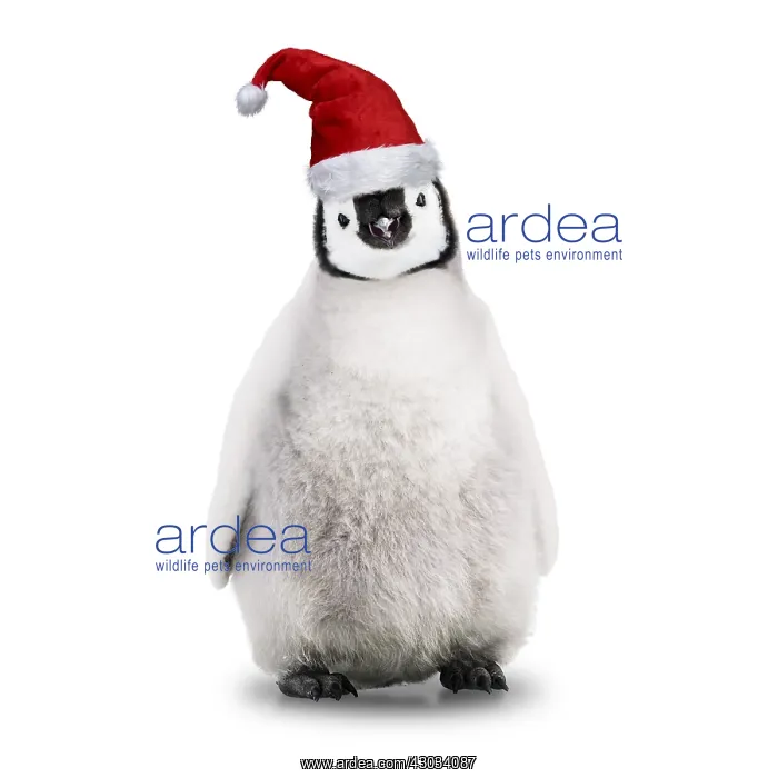  : Emperor Penguin, Young wearing Christmas hat