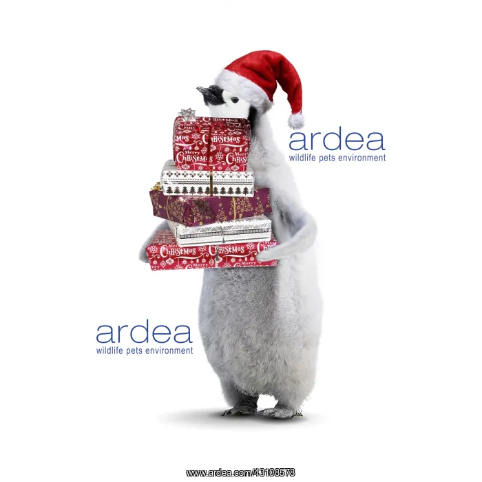 : Emperor Penguin, young wearing Christmas hat : Emperor Penguin, young wearing Christmas hat