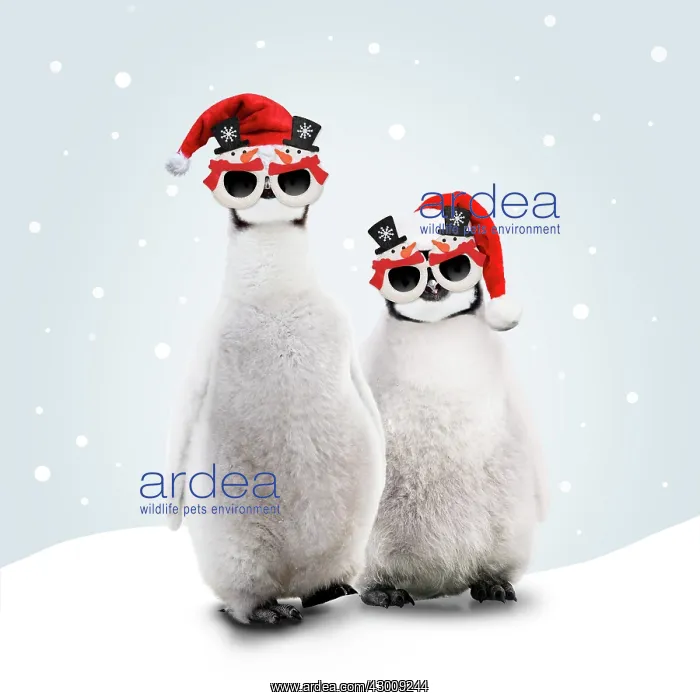 : Emperor Penguin, young wearing Christmas hats : Emperor Penguin, young wearing Christmas hats