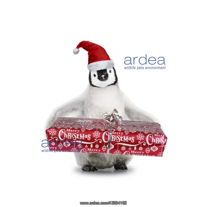 : Emperor Penguin, young wearing Chritmas hat and