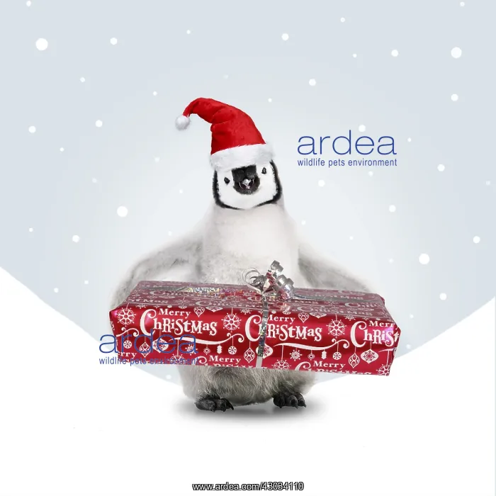 : Emperor Penguin, young wearing Chritmas hat and : Emperor Penguin, young wearing Chritmas hat and