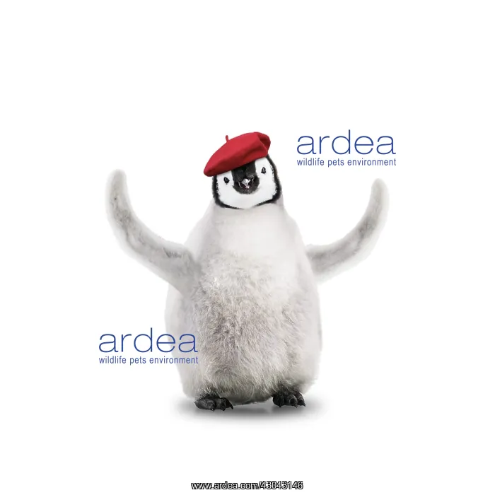 : Emperor Penguin, young wearing Chritmas hat and : Emperor Penguin, young wearing Chritmas hat and