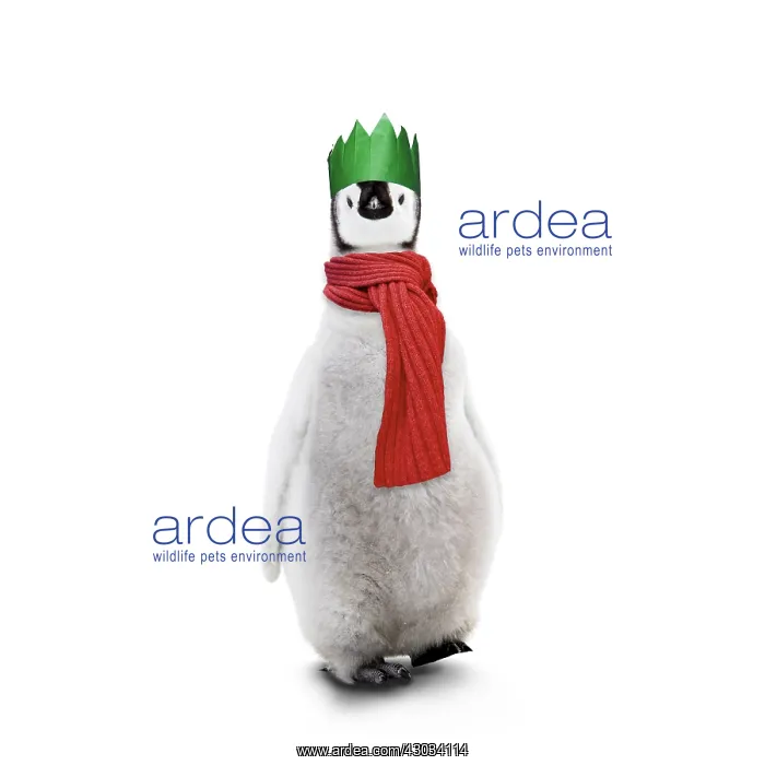 : Emperor Penguin, young wearing Chritmas hat and scarf : Emperor Penguin, young wearing Chritmas hat and scarf