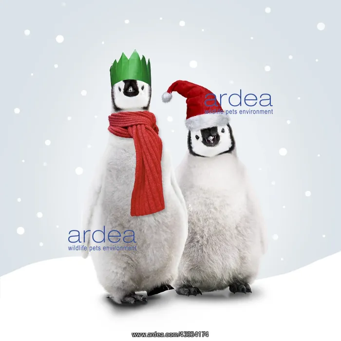 : Emperor Penguin, young wearing Chritmas hats : Emperor Penguin, young wearing Chritmas hats