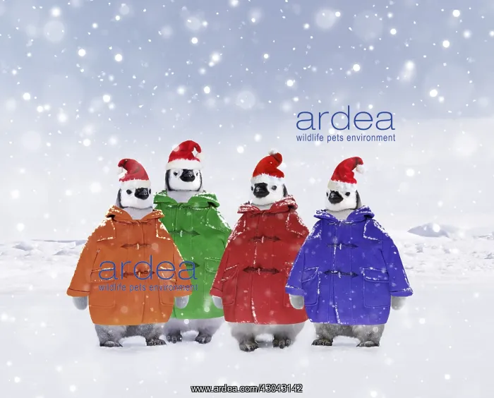 : Emperor Penguin, young wearing duffle coats and : Emperor Penguin, young wearing duffle coats and
