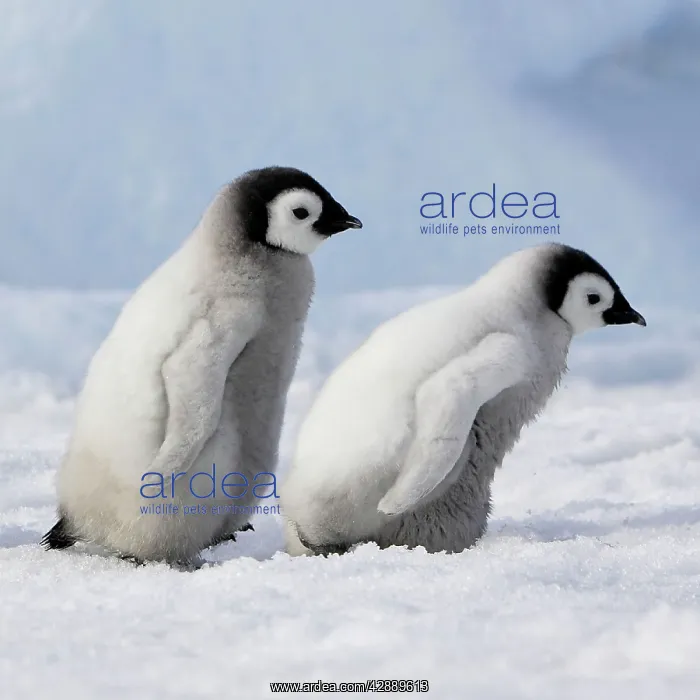  : Emperor Penguins. 2 young ones walking in a line