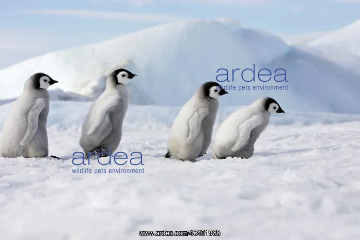 : Emperor Penguins. 4 young ones walking in a line : Emperor Penguins. 4 young ones walking in a line