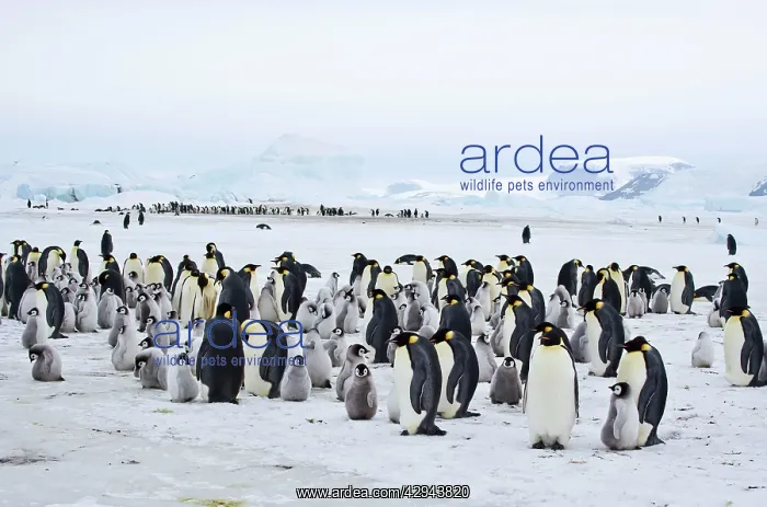  : Emperor Penguins