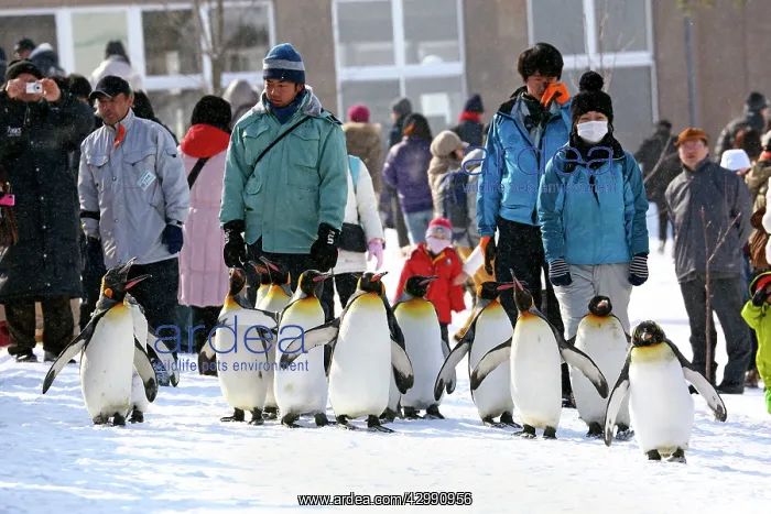 : Emperor Penguins : Emperor Penguins