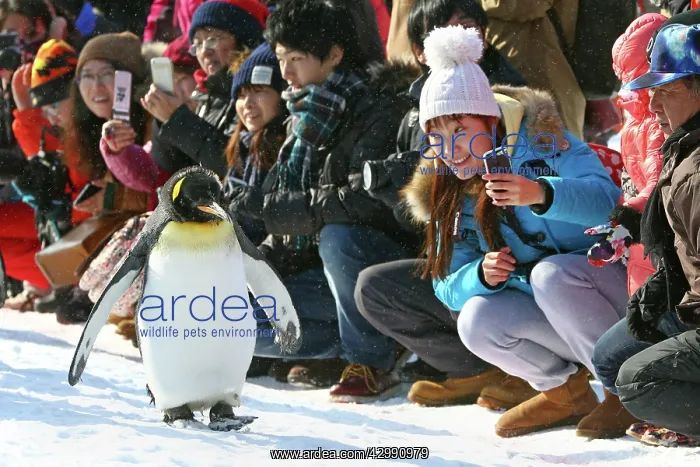 : Emperor Penguins : Emperor Penguins