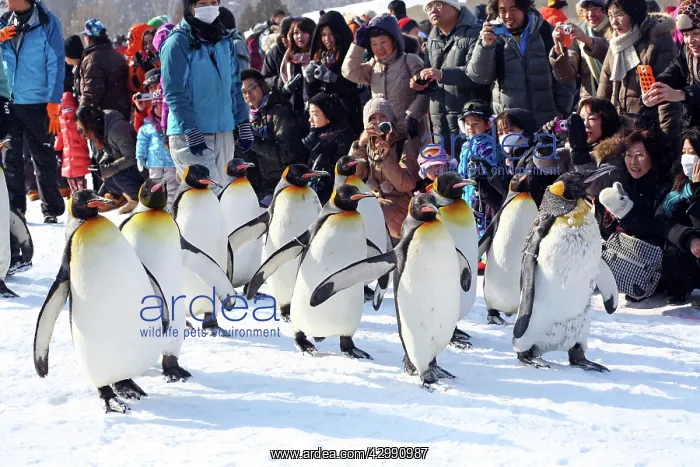 : Emperor Penguins : Emperor Penguins