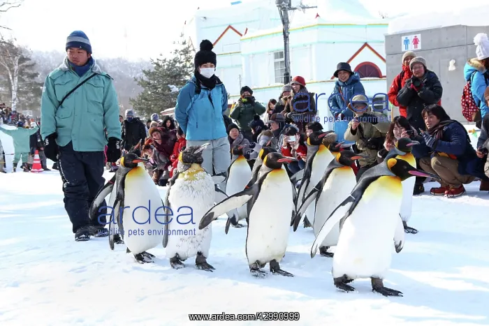 : Emperor Penguins : Emperor Penguins
