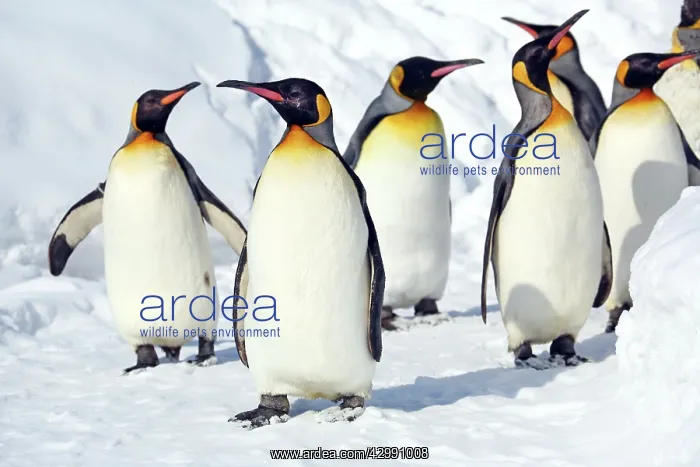 : Emperor Penguins : Emperor Penguins