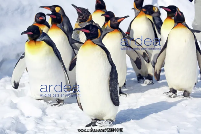 : Emperor Penguins : Emperor Penguins