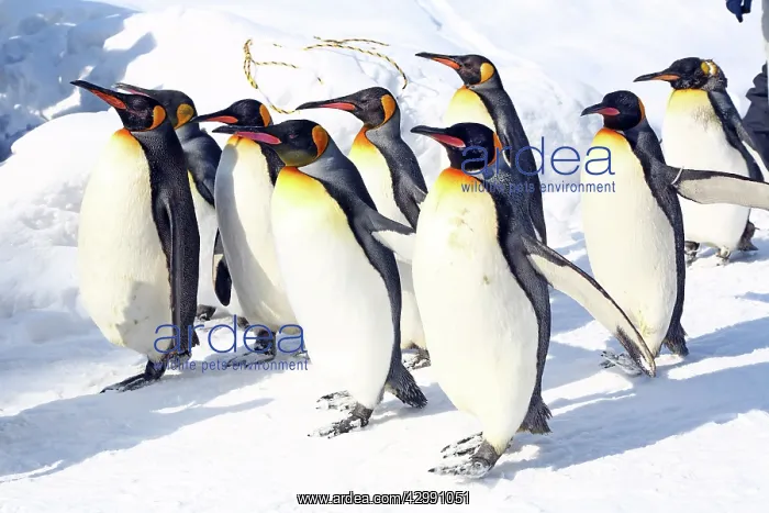 : Emperor Penguins