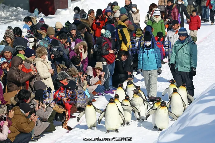 : Emperor Penguins : Emperor Penguins