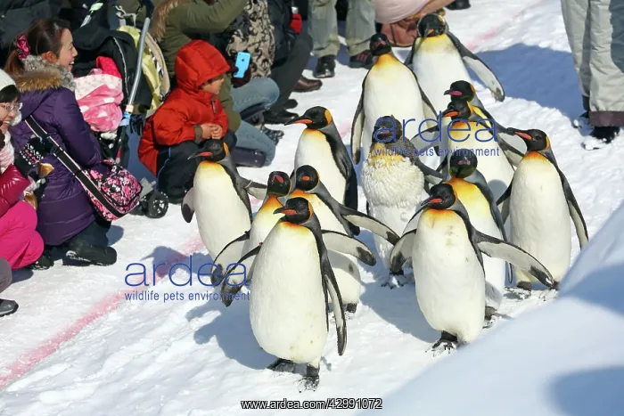 : Emperor Penguins : Emperor Penguins