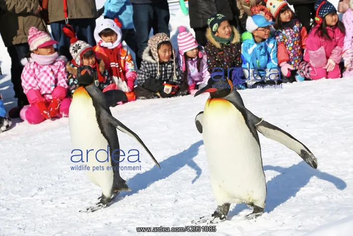 : Emperor Penguins : Emperor Penguins