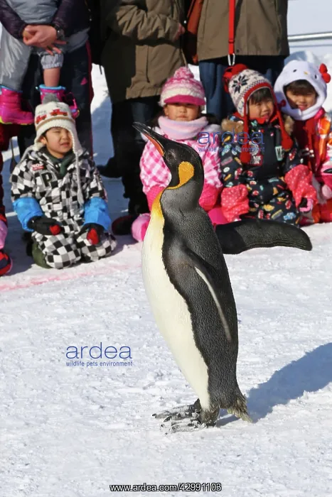 : Emperor Penguins : Emperor Penguins