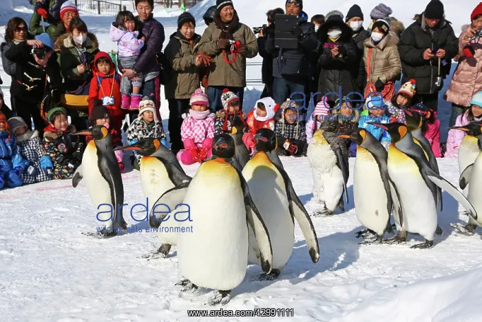 : Emperor Penguins : Emperor Penguins