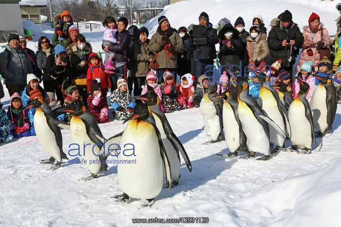 : Emperor Penguins : Emperor Penguins