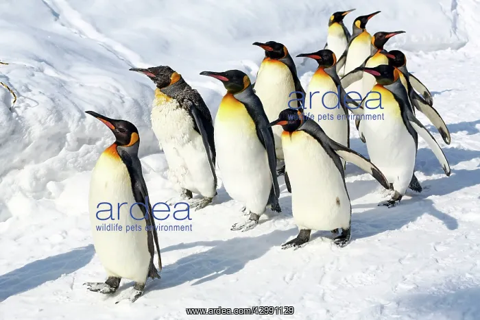 : Emperor Penguins : Emperor Penguins
