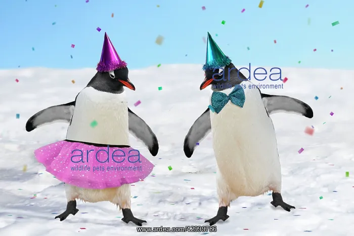 : Emperor Penguins : Emperor Penguins