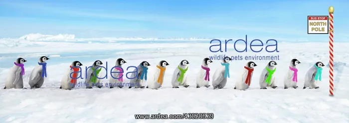 : Emperor Penguins : Emperor Penguins