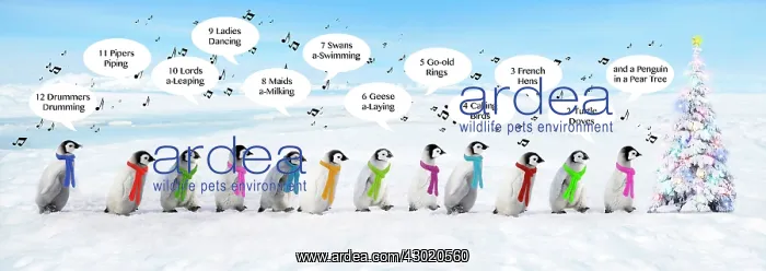  : Emperor Penguins