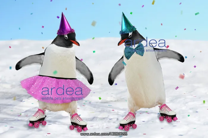 : Emperor Penguins : Emperor Penguins