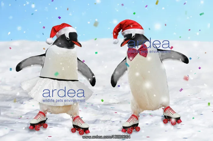 : Emperor Penguins : Emperor Penguins