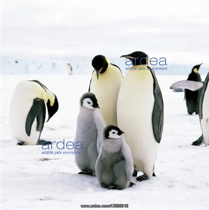 : Emperor Penguins : Emperor Penguins