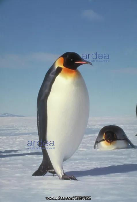 : Emperor Penguins : Emperor Penguins