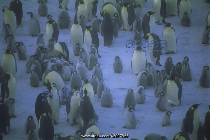 : Emperor Penguins : Emperor Penguins