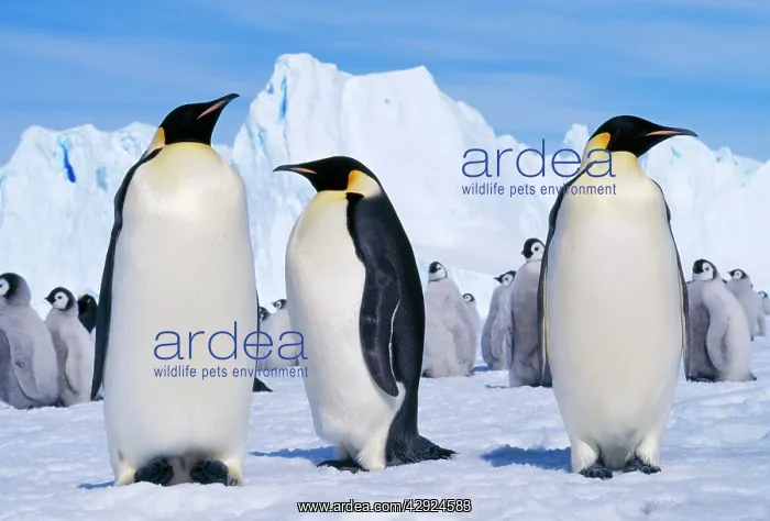 : EMPEROR PENGUINS - three adults, with young behind : EMPEROR PENGUINS - three adults, with young behind