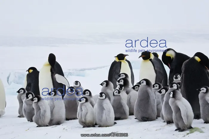 : Emperor Penguins, Antarctica : Emperor Penguins, Antarctica