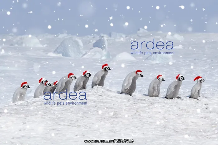 : Emperor penguins (Aptenodytes forsteri), a group of chicks i : Emperor penguins (Aptenodytes forsteri), a group of chicks i
