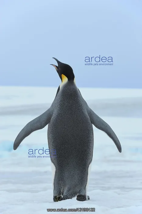 : Emperor penguins (Aptenodytes forsteri), Adult Spreading : Emperor penguins (Aptenodytes forsteri), Adult Spreading