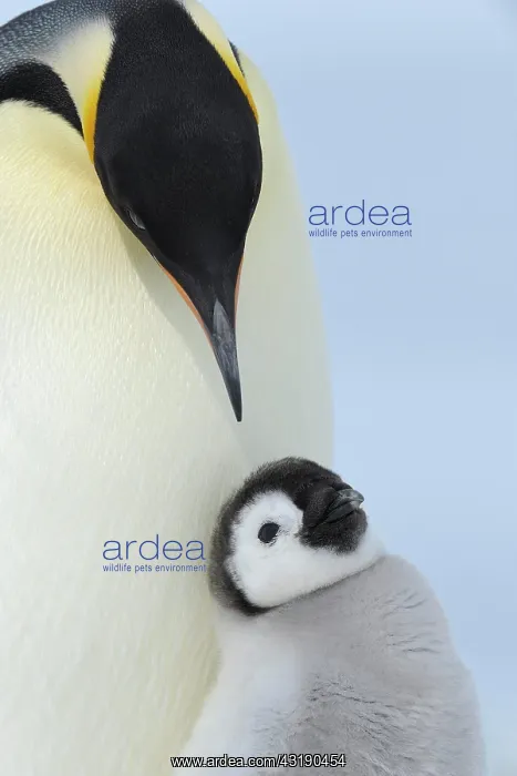 : Emperor penguins (Aptenodytes forsteri), with a : Emperor penguins (Aptenodytes forsteri), with a