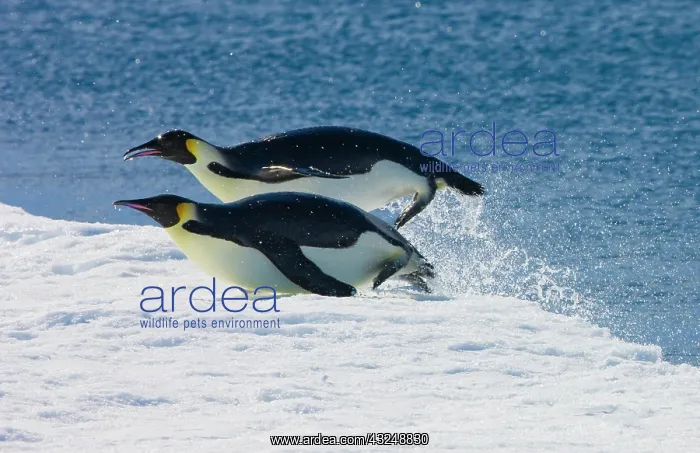 : Emperor Penguins (Aptenodytes forsteri) : Emperor Penguins (Aptenodytes forsteri)