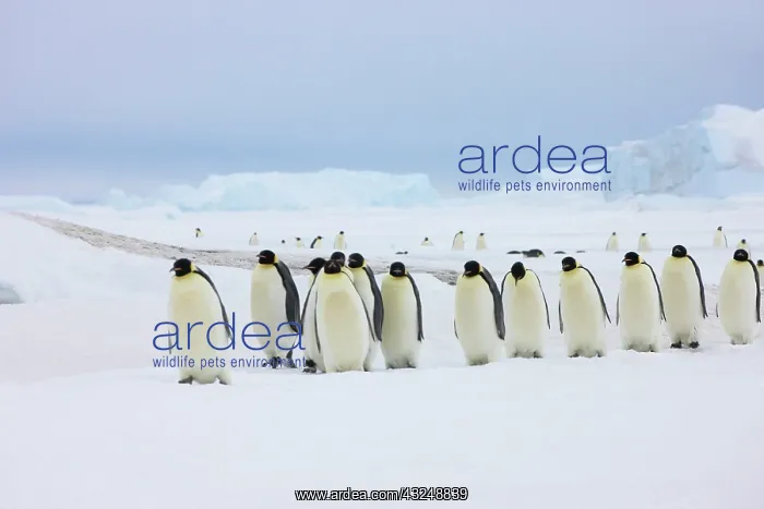 : Emperor Penguins (Aptenodytes forsteri) : Emperor Penguins (Aptenodytes forsteri)