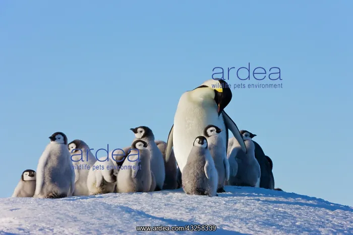 : Emperor Penguins (Aptenodytes forsteri) : Emperor Penguins (Aptenodytes forsteri)