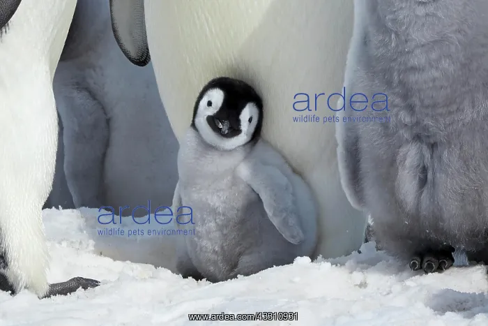 : Emperor penguins (Aptenodytes forsteri), young chick : Emperor penguins (Aptenodytes forsteri), young chick