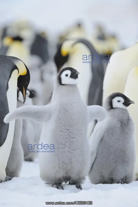 : Emperor penguins (Aptenodytes forsteri), Chick Spreading : Emperor penguins (Aptenodytes forsteri), Chick Spreading