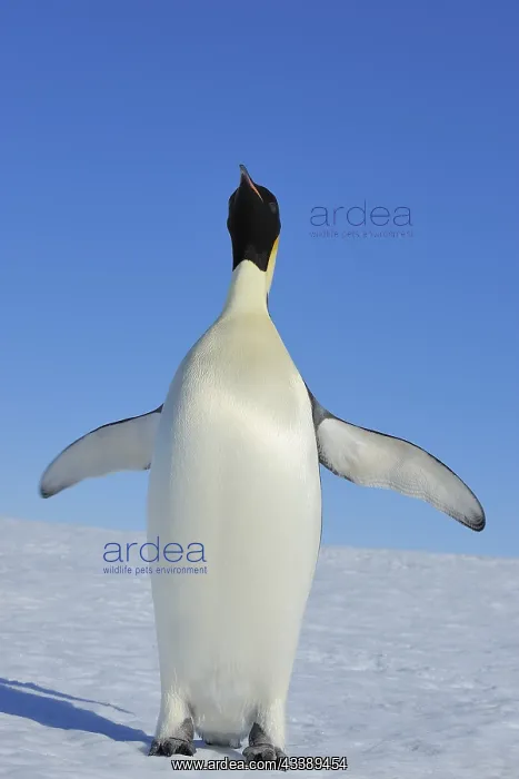 : Emperor penguins (Aptenodytes forsteri), Adult Spreading : Emperor penguins (Aptenodytes forsteri), Adult Spreading