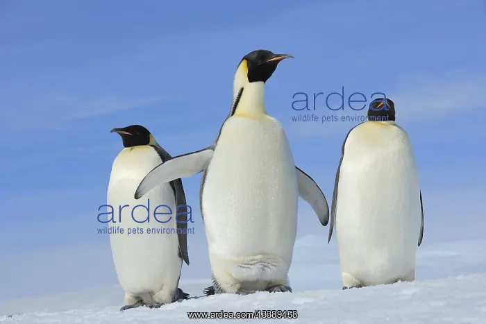 : Emperor penguins (Aptenodytes forsteri), Adult Spreading : Emperor penguins (Aptenodytes forsteri), Adult Spreading