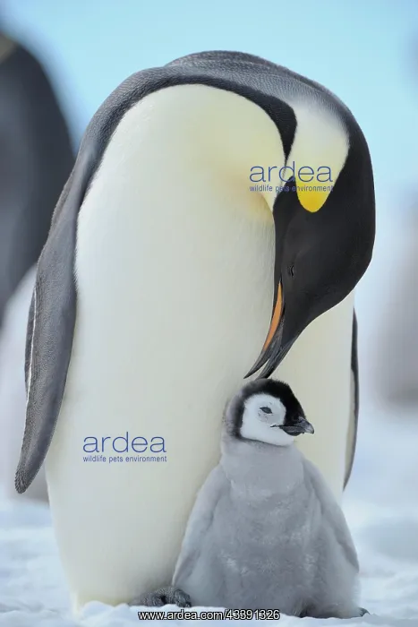 : Emperor penguins, Aptenodytes forsteri, Adult Protecting : Emperor penguins, Aptenodytes forsteri, Adult Protecting